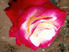 android_upload_pic-广州花之恋城堡酒店