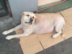 -梯坎豆花
