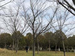 -贡湖湾湿地公园