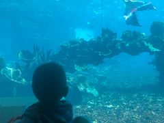 -海棠湾洲际-涛·海底餐厅·美人鱼·自助餐·海底隧道