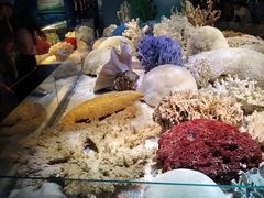 -贝林大翅鲸简餐厅(国家海洋博物馆店)