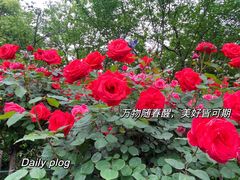 -大宁公园