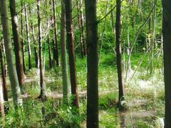 -桤木河湿地公园