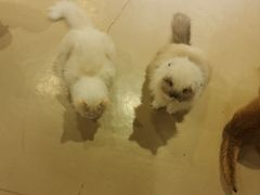 -藏猫猫咖啡主题馆(中央大道店)