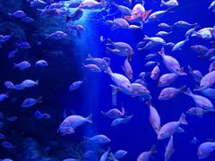 -成都浩海立方海洋公园