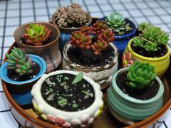 -金陵花卉交易市场