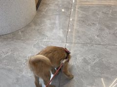 -半岛宠物医院24小时(西派城店)