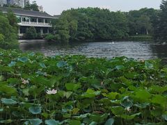 -荔湾湖公园