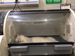-瑞派名望志远动物医院·猫科·內科·异宠专科(直港大道店)
