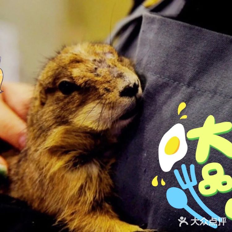 这家萌宠乐园也太棒了吧，还可以抱抱小动物！