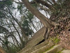 -上海佘山国家森林公园天马山园