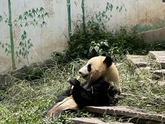 -中国大熊猫保护研究中心雅安碧峰峡基地