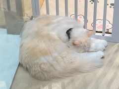 -藏猫猫咖啡主题馆(中央大道店)