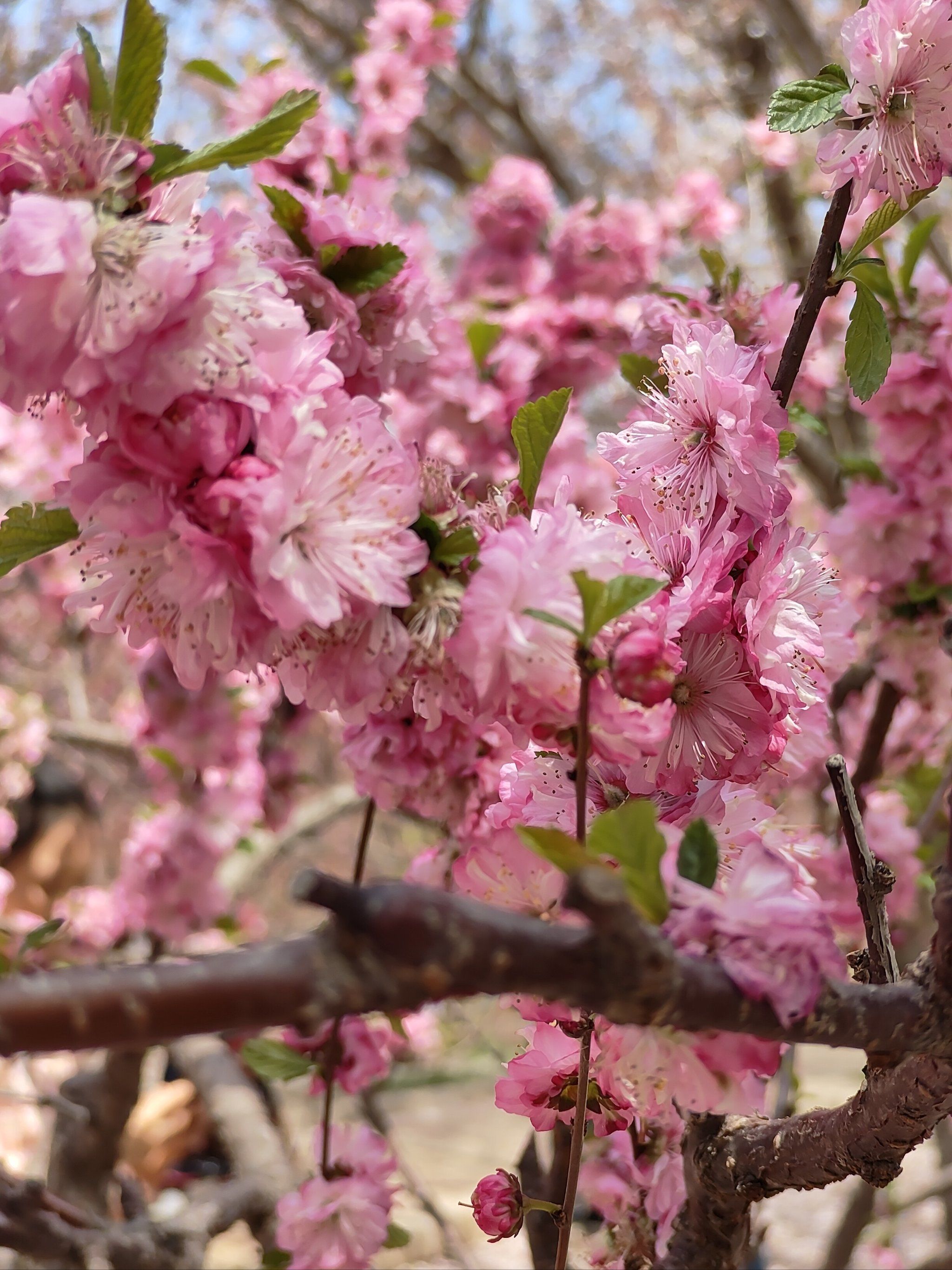 大连龙王塘樱花