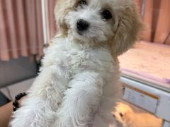 -翊宠yipet猫狗购宠庄园犬舍•猫舍