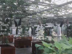 -上海都市菜园