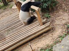 -深圳野生动物园