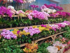 -双季花艺园艺市场(浦东店)