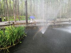 -合肥滨湖国家森林公园