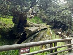 -阿里山神木遗迹