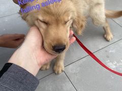 -欣宠猫屋·矮脚拿破仑·蓝金金渐层