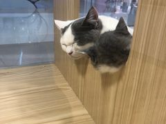 -屋虎猫馆(宝安大仟里店)