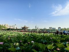 -莲花池公园
