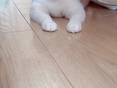 -PETKIT小佩宠物·低压洗护(国顺东路店)