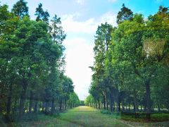 -上海海湾国家森林公园