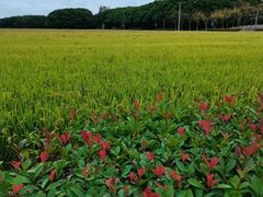 -嘉北郊野公园
