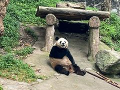 -都江堰中华大熊猫苑