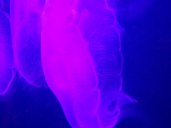 -临沂极地海洋王国