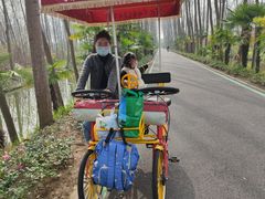 -合肥滨湖国家森林公园