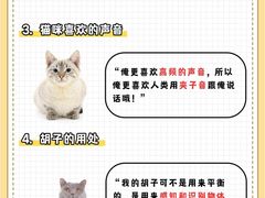 -翊宠yipet猫狗购宠庄园犬舍•猫舍