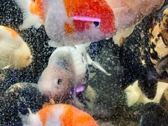 -华声天桥民俗文化园