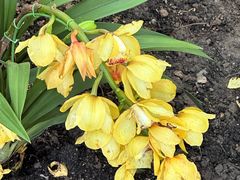 -国家植物园南园