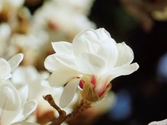 -国家植物园