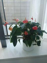 -悟空祛痘·诺奖技术专业店