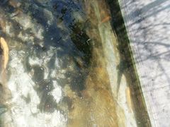 -北京龙庆四季香农家饭庄·灶台鱼·碳烤虹鳟鱼(龙庆峡店)