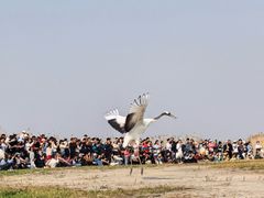 -盐城丹顶鹤湿地生态旅游区