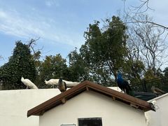 -J Create城市露营咖啡·简餐·宠物(上海动物园店)