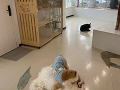 -共舞时光猫咖·狗咖(新街口店)