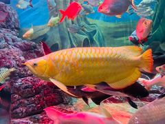 -上海海洋水族馆