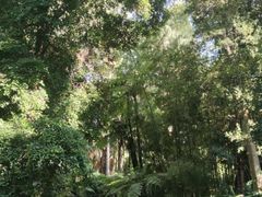 -墨尔本皇家植物园