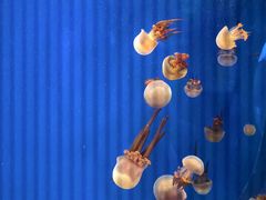 -暹罗海洋世界