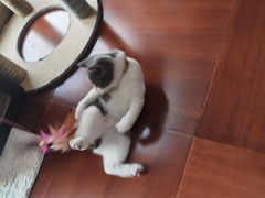 -lincat·猫舍(广州店)
