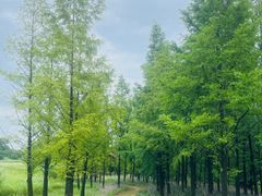 -良渚古城遗址公园
