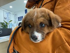 -宠颐生宠物医院·心肾内科·猫专科诊疗中心宠巢店