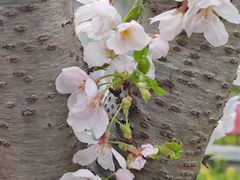 -高东镇樱花园
