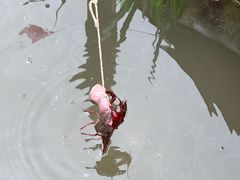 -同銮特种养殖场·龙虾垂钓